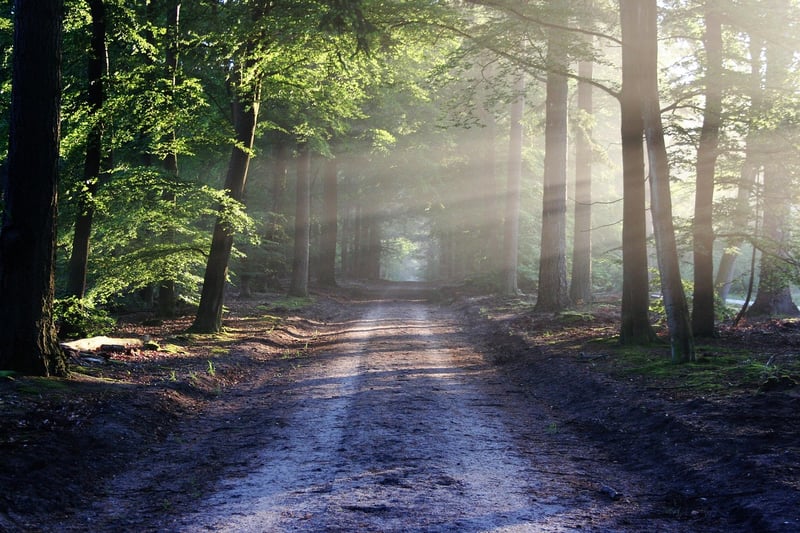 Forest Image